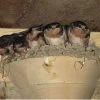 Barn Swallow Nest Cups - Set Of 2 1 Barn Swallow Nest Cups - Set Of 2 -The Birdhouse Chick swallowcups